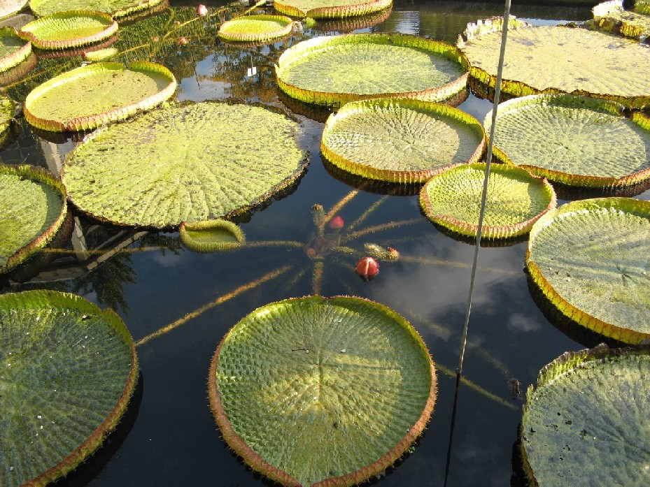 orto botanico (padova)